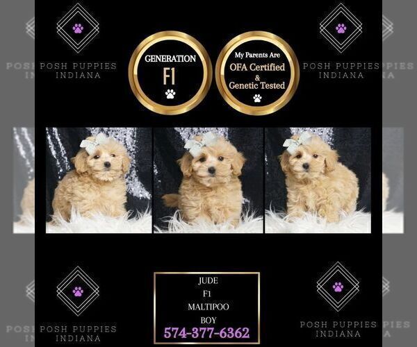 Medium Photo #1 Maltipoo Puppy For Sale in WARSAW, IN, USA