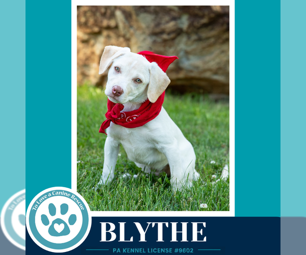 Medium Photo #11 Labrador Retriever-Unknown Mix Puppy For Sale in Kimberton, PA, USA