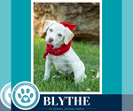 Small #10 Labrador Retriever Mix