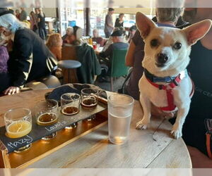 Chihuahua-Unknown Mix Dogs for adoption in San Francisco, CA, USA
