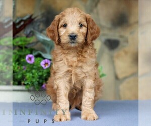Goldendoodle (Miniature) Puppy for sale in EAST EARL, PA, USA