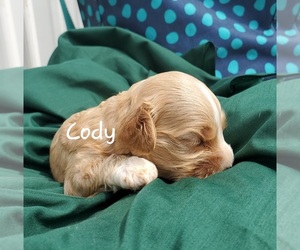 Cavapoo Puppy for sale in COLBY, WI, USA