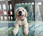 Small Photo #16 English Cream Golden Retriever Puppy For Sale in PROSPECT, VA, USA
