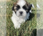 Small Photo #3 Shih Tzu Puppy For Sale in NILES, MI, USA