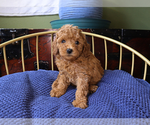 Poodle (Toy) Puppy for sale in LITTLEROCK, CA, USA