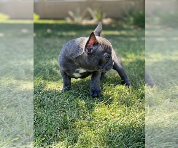 Medium Photo #8 French Bulldog Puppy For Sale in BAKERSFIELD, CA, USA