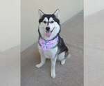 Small #2 Siberian Husky Mix