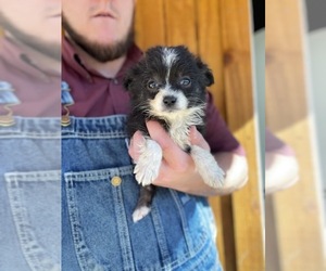 Australian Shepherd-Poodle (Toy) Mix Puppy for sale in SPENCER, TN, USA