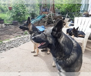 Mother of the Malinois puppies born on 09/01/2019