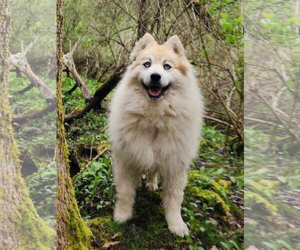 Medium Photo #5 Pomsky Puppy For Sale in Cuba, NY, USA