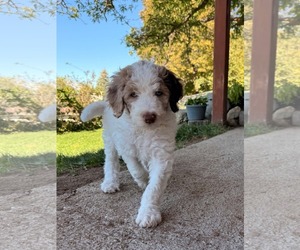 Mate - Male Australian Shepherd-Unknown Mix Dog for Adoption