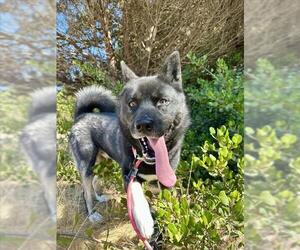 Medium Siberian Husky