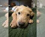 Small #1 Retriever  Mix