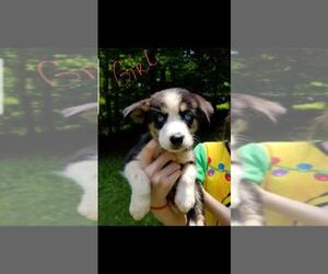 Bernese Mountain Dog-Siberian Husky Mix Puppy for sale in LANCASTER, OH, USA
