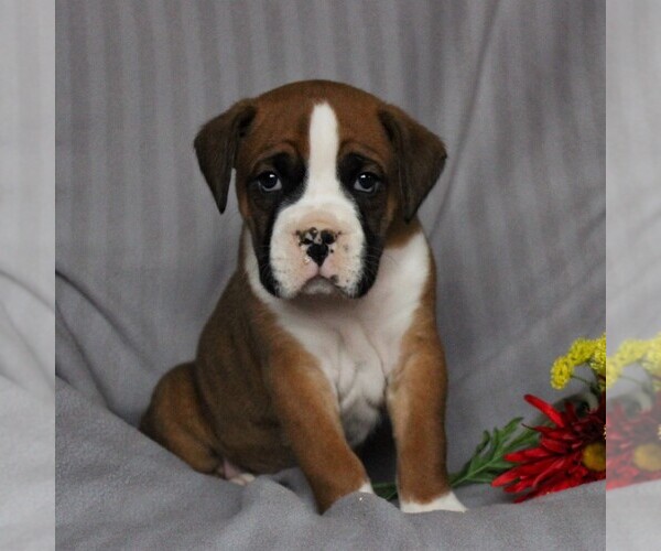 Medium Photo #4 Boxer Puppy For Sale in NEW HOLLAND, PA, USA