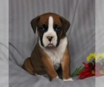 Small Photo #4 Boxer Puppy For Sale in NEW HOLLAND, PA, USA
