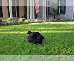 Small Photo #7 Labrador Retriever Puppy For Sale in RICHMOND HILL, GA, USA