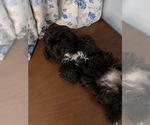 Small #17 Shih-Poo