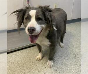 Border Collie-Unknown Mix Dogs for adoption in Visalia, CA, USA