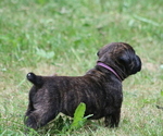 Small Photo #20 Boerboel Puppy For Sale in WASILLA, AK, USA