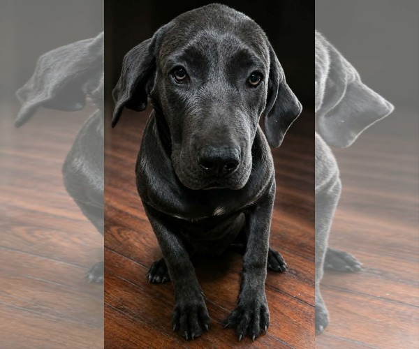Medium Photo #1 American Staffordshire Terrier-Mastiff Mix Puppy For Sale in Minneapolis, MN, USA