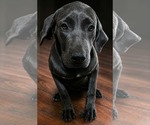 Small American Staffordshire Terrier-Mastiff Mix