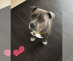 Small #2 American Pit Bull Terrier Mix