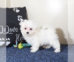 Small #3 Maltese