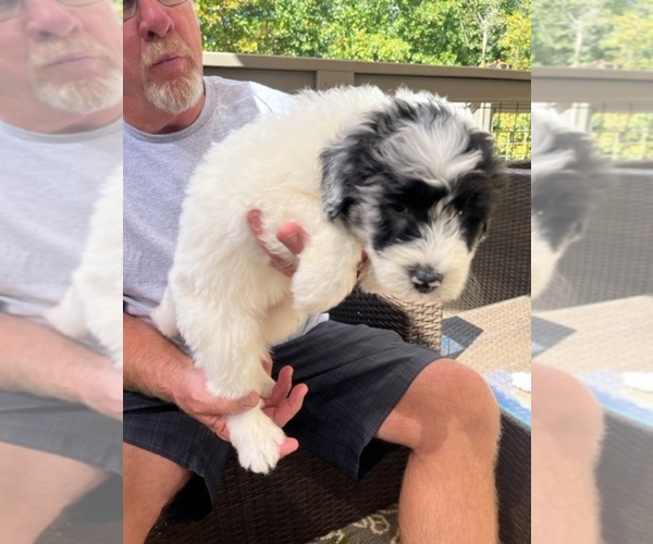 Medium Photo #7 Sheepadoodle Puppy For Sale in BUFORD, GA, USA