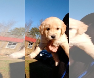 Golden Retriever Puppy for sale in SPENCER, TN, USA