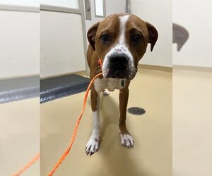 Boxer-Unknown Mix Dogs for adoption in Pasadena, TX, USA
