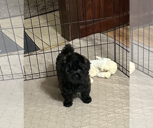 Shih-Poo Puppy for sale in GLOUCESTER, VA, USA