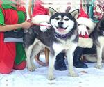 Small #1 Alusky