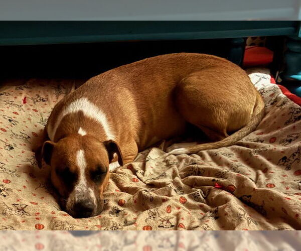 Medium Photo #5 Basset Hound-Labrador Retriever Mix Puppy For Sale in Chandler, AZ, USA