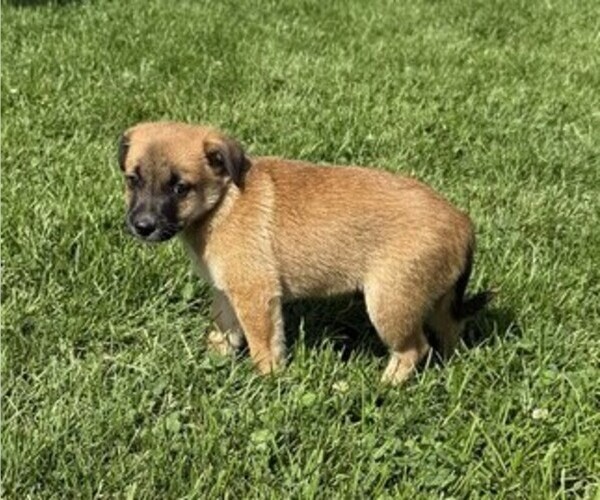Medium Photo #4 Rat Terrier Puppy For Sale in WITHEE, WI, USA