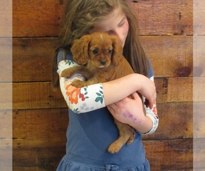 Cavalier King Charles Spaniel Puppy for sale in LE MARS, IA, USA
