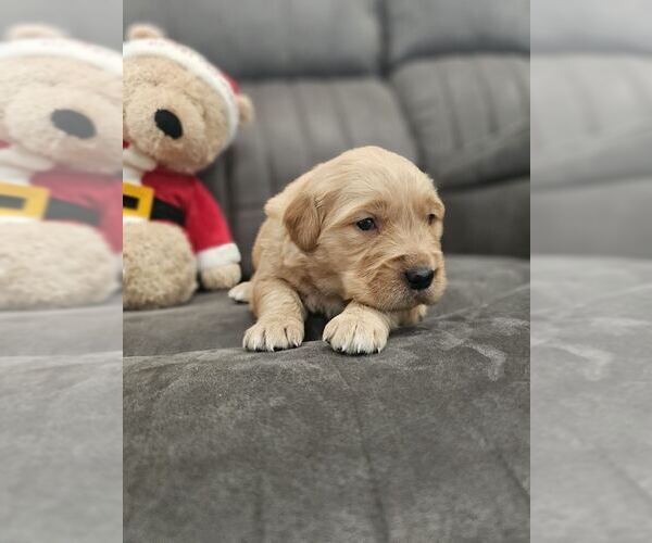 Medium Photo #14 Golden Retriever Puppy For Sale in SACRAMENTO, CA, USA