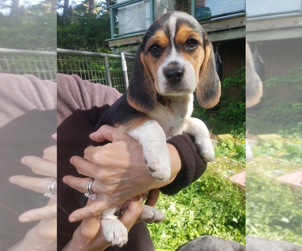 Medium Photo #7 Beagle Puppy For Sale in COOS BAY, OR, USA
