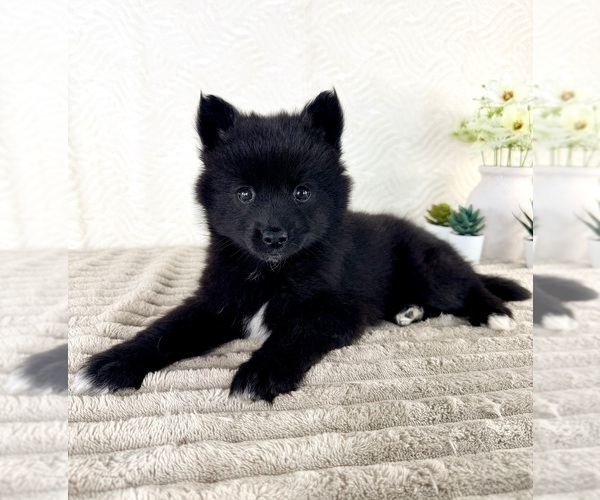 Medium Photo #1 Pomsky Puppy For Sale in GREENFIELD, IN, USA