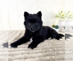 Pomsky Puppy for sale in GREENFIELD, IN, USA