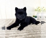 Small Pomsky