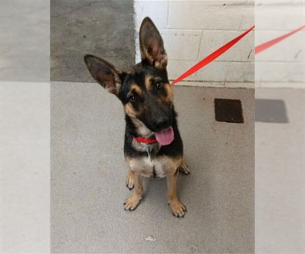 Medium Photo #1 German Shepherd Dog-Unknown Mix Puppy For Sale in San Bernardino, CA, USA
