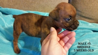 Boxer Puppy for sale in CORYDON, IN, USA