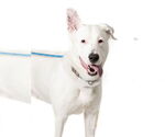 Small #3 German Shepherd Dog-Siberian Husky Mix