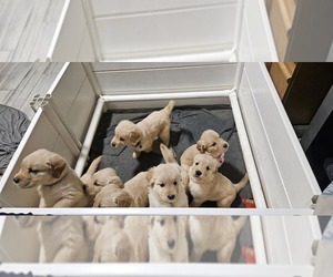 Golden Retriever Puppy for sale in LANCASTER, CA, USA