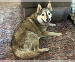 Small #2 Siberian Husky Mix