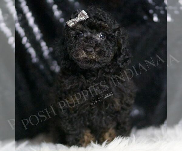 Medium Photo #1 Poodle (Toy) Puppy For Sale in WARSAW, IN, USA