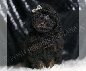 Medium Poodle (Toy)