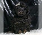Puppy Spruce AKC Poodle (Toy)