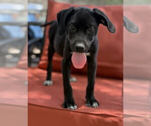 Labrador Retriever-Unknown Mix Dogs for adoption in Phoenix, AZ, USA